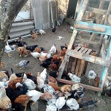 herəti: Məhsul: Ev şəraitində bəslənmiş fərqli cins yumurta və ətlik toyuqlar — 2