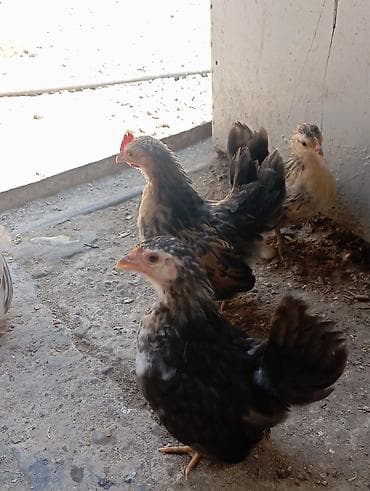 anqus dana satışı: Serama cücələri satılır hamsı sağlam cücələrdi 1beçə 5fərədi — 4