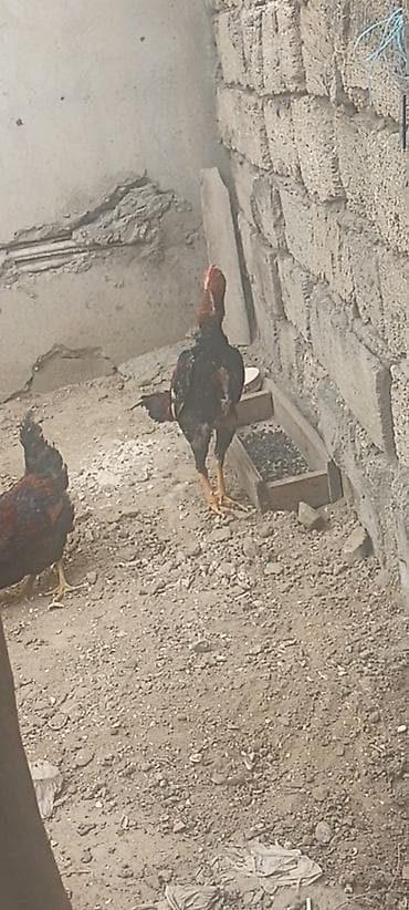 broyler cuce satisi: Taynıngətrib - Rəng: qırmızı-qara qarışıq lələklər, quyruq tünd - — 6