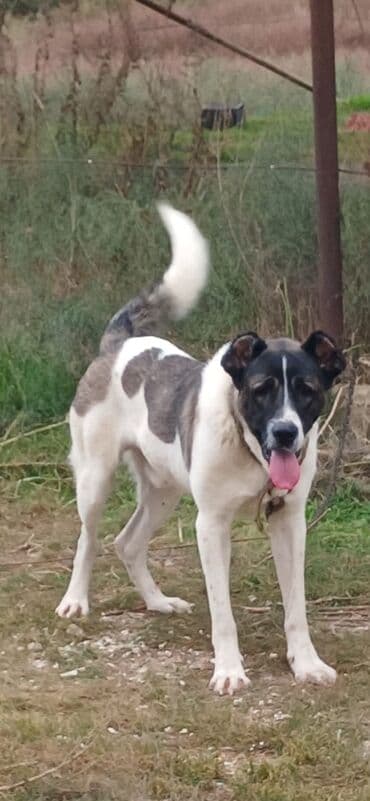 собака отдам в хорошие руки: Гурдбасар, 1 год, Самец, С прививками, Платная доставка — 6