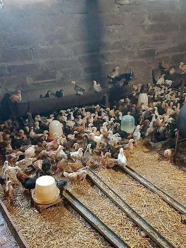 cücə: Toyuq cücələri, Ətlik — 4