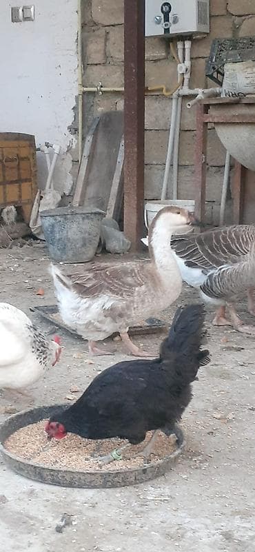 Qaz və toyuq təsərrüfatı quşları - Şəkillərdə göstərilən yerli at lalafo.az Qaz və toyuq təsərrüfatı quşları - Şəkillərdə göstərilən yerli