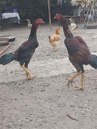 qala cinsi qoyun satilir: Xoruz, il: <1, Ödənişli çatdırılma — 2