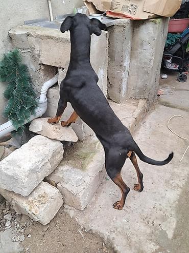 itlər doberman: Doberman — 1