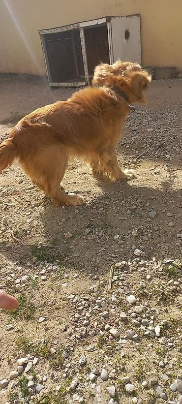 ov itlərinin satışı: Koker spaniyel, Dişi, Peyvəndli, Ünvandan götürmə — 2