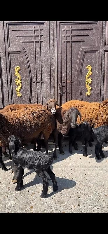 cins keciler: 4 ana 8 bala hamisinin ikinci balalaridi ana ekiz balali 300 azn — 10