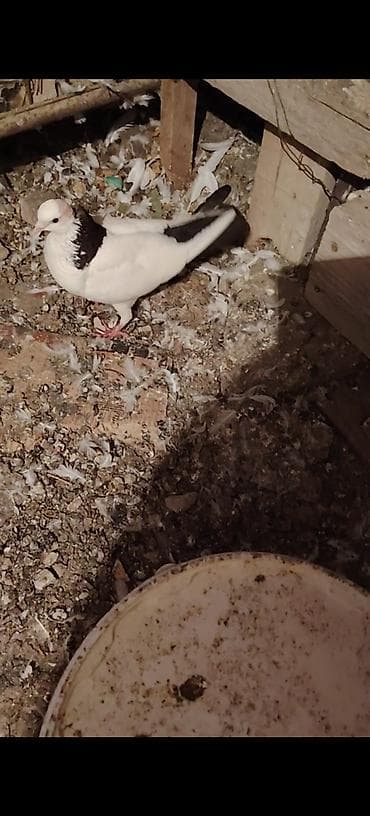 Deste boynu gullu temiz abrez maya tutulub ayaginda wiw var deye ucuz