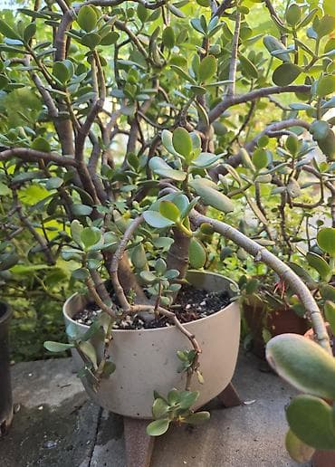 💵 Pul gülü (Crassula ovata) – iri, budaqlı sukulent 💵 Crassula ovata lalafo.az -da 💵 Pul gülü (Crassula ovata) – iri, budaqlı sukulent 💵 Crassula ovata