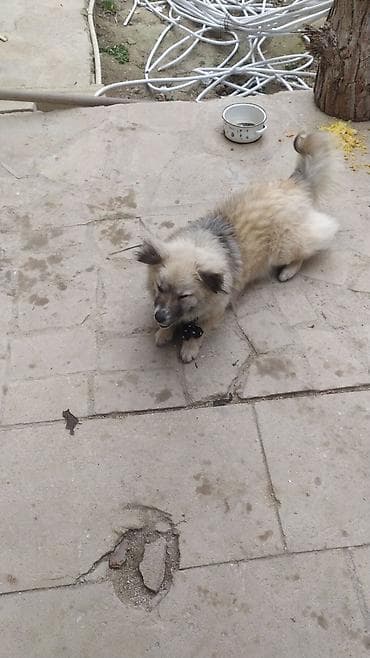 ev heyvanlari satisi: Yaxşı itdir alaan — 5