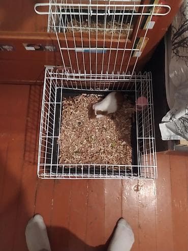 dəniz donuz: Tam sağlam və aktiv dəniz donuzcuğudur (Amerika qısa tüklü növü) — 2