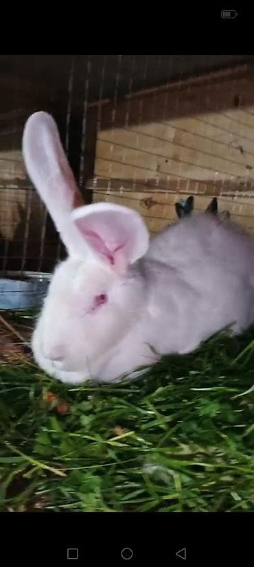 Məhsul: Dovşanlar (bir neçə fərqli rəng və ölçüdə) 32 ədəd dovşan