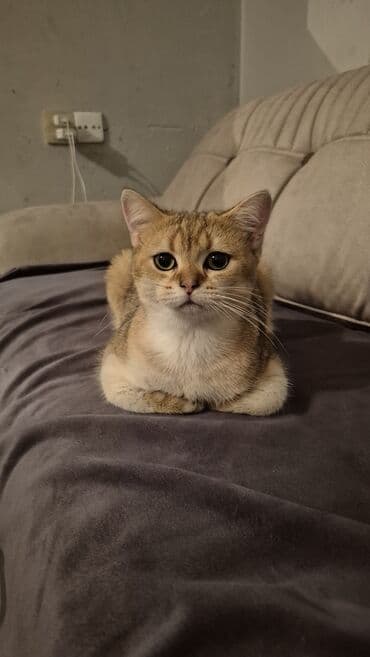 золотая шиншилла баку: Золотая шиншилла, Самец, Для вязки — 7