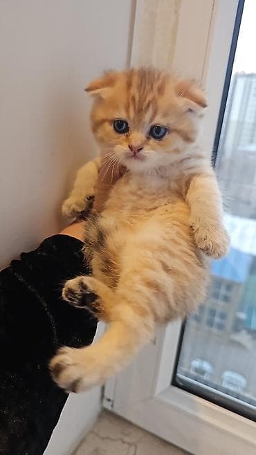 Pişiklər: Britan, Erkək, Dişi, Yaxşı əllərə, Ünvandan götürmə, Ödənişli çatdırılma — 2