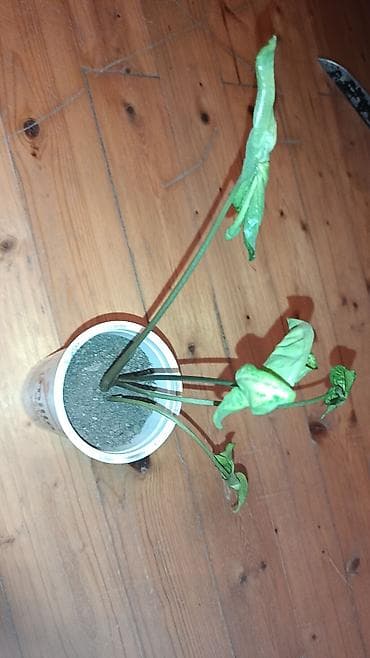 Bitkilər: Otaq bitkisi – Syngonium (oksa-bıçaq yarpaqlı, dekorativ yarpaqlı — 3