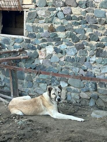 it yemi satisi: Qurdbasar, 8 ay, Erkek, Peyvəndli, Ünvandan götürmə — 1