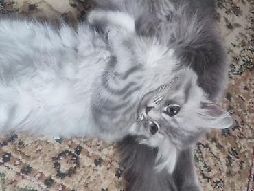 pişik geyimləri: Britan — 10