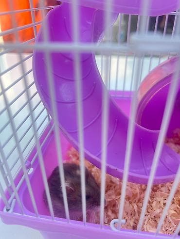 qefəs: Cırtdan hamsterlər üçün komplekt qəfəs dəsti - Rəng: bənövşəyi — 2