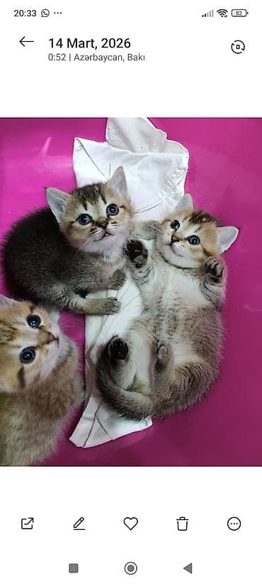 5 ayliq korpe: Britan — 6