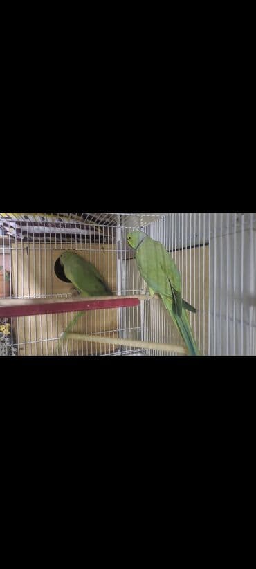 dovsan qefesi: Cute teze atilmis saglam quslardi disi qus 1 2 sozde diyir sadece — 4