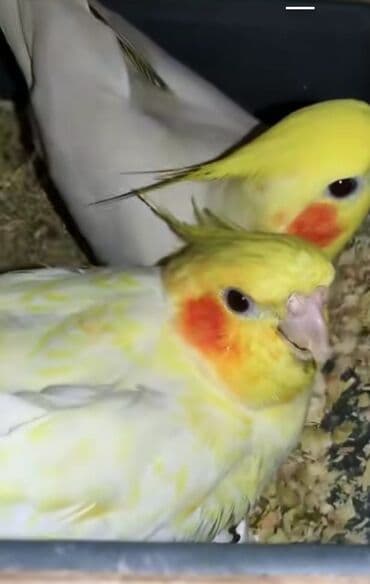 qaşqaldaq quşu: Məhsul: Nimfa (Cockatiel) tutuquşuları – sarı/lutino rəng çaları — 1