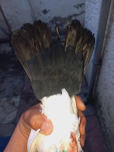 seyfe satlir: Tek olduquna gore satiram saqlam qusdur — 1