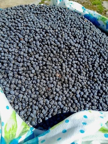 yeni il agaci satilir: Məhsul: Palma toxumu (Trachycarpus/heykəltəraş palma növünə bənzər fan — 3