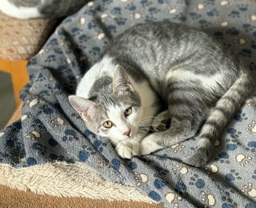 Dişi, Yaxşı əllərə lalafo.az -da Dişi, Yaxşı əllərə