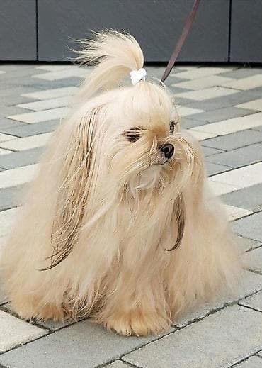 xaski balasi satisi: Shi-tsu, Rayonlara çatdırılma — 4