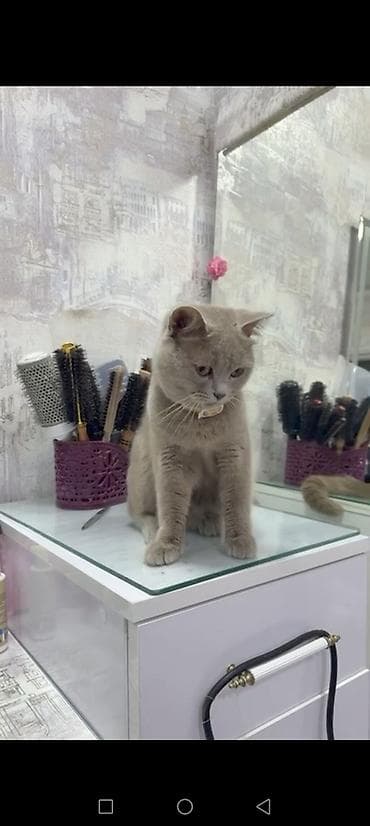 Akvariumlar: Britan, Dişi, Yaxşı əllərə, Ünvandan götürmə — 3