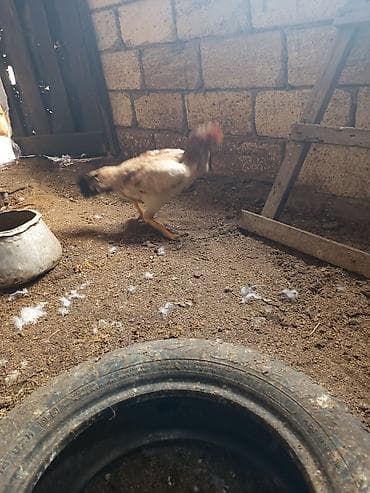 hamster satisi: Toyuq, Damazlıq — 3