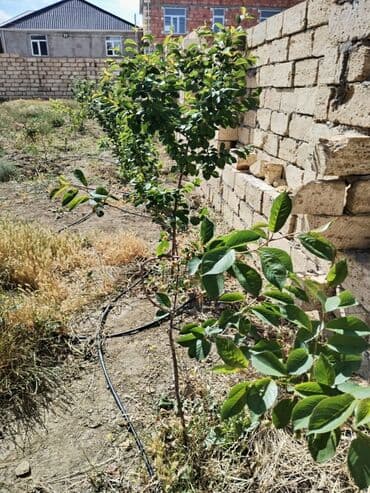 участок в деревне: 4 соток, Купчая — 4