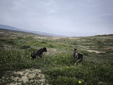 alman avcarkasi satisi: Peyvəndli — 4