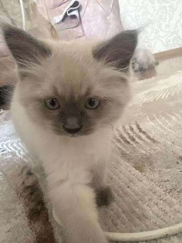 Pişiklər: Ragdoll/Pers cinsin qarışığ gözəl balalari satılır. Bilən bilir təmiz — 1