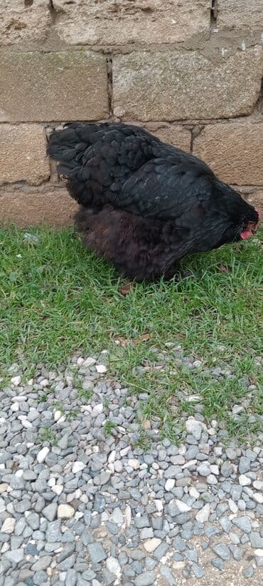 Qazlar: Brahma toyuqları – yumurtacı və ətlik iri cins 3 toyug 1 xoruz 280 m — 3