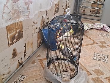 mal bazari: Təsvir: - 2 ədəd carella papuqayı: biri açıq sarı-ağ rəngdə, digəri — 1