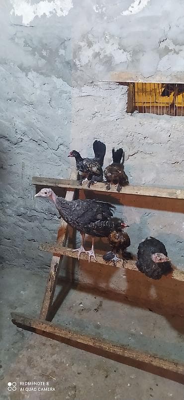 Toyuqlar: Toyuq, Damazlıq — 1