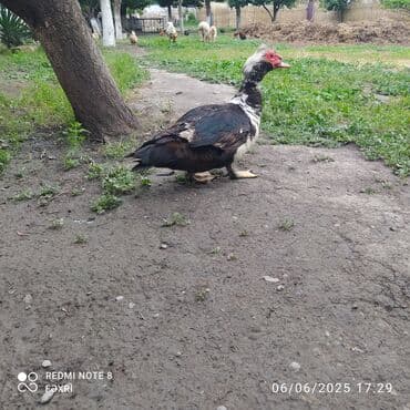 ördək yumurtası satışı: Erkək, | Lal ördək, Damazlıq, Ödənişli çatdırılma — 1