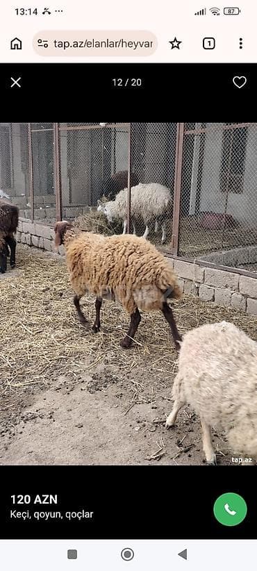 Akvariumlar: Salam qoyun yani balali 3 gündür dogub birinci balasidir saglam aktiv — 7