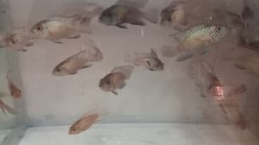 купить кур: Цихлид, Мирные — 3