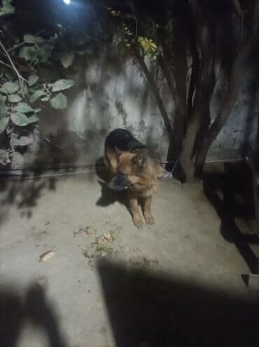 coban iti sekilleri: Alman çoban iti — 3