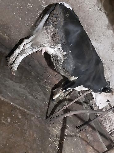 mal bazarı: Südçülük üçün inək və buzov dəsti - Cins: qara‑ağ alaca südlük — 1