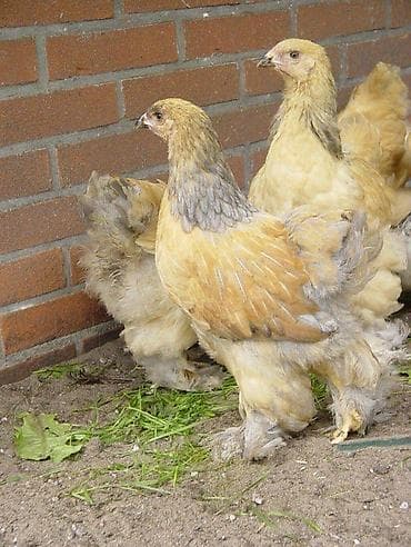 Gəmiricilər: Toyuq, Brama, Damazlıq — 2