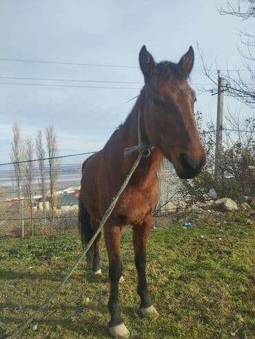 животные в добрые руки баку: Qəhvəyi rəngli at - Növ: yerli minik/iş atı - Rəng: tünd qəhvəyi — 2