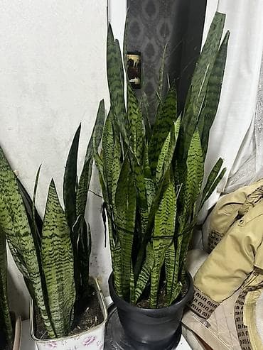 Buket güllər: Sansevieria (Qayın dili) – dekorativ otaq bitkisi - Növ: Sansevieria — 1