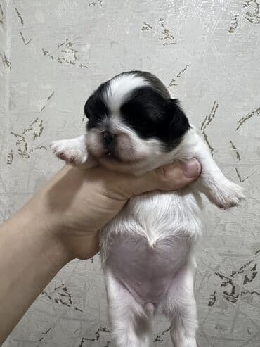 doyus itleri: Pekines, Dişi, Ünvandan götürmə — 4