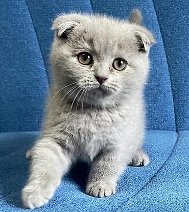 ov iti satisi: Boz tüklü balaca pişik balası - Növ: Ev pişiyi (balaca) - Rəng — 9