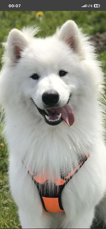 Samoyed, 2 ay, Erkek, Ödənişli çatdırılma — 2