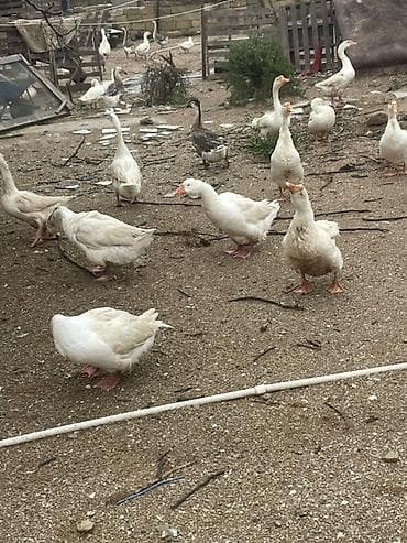 linda kuban: Salam şəkildəki linda kuban qazlarını tam mayalı təzə yumurtalarını — 3