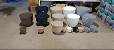 kaybolan yıllar 50: Dibcek Dibcek qabi yumru aq rengli gul.qabi yumru aq rengli dibcek — 2