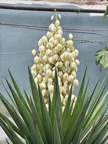 rozmarin bitkisi: Yucca (Yucca filamentosa/yucca gloriosa tipli) dekorativ bitki Bazar — 2